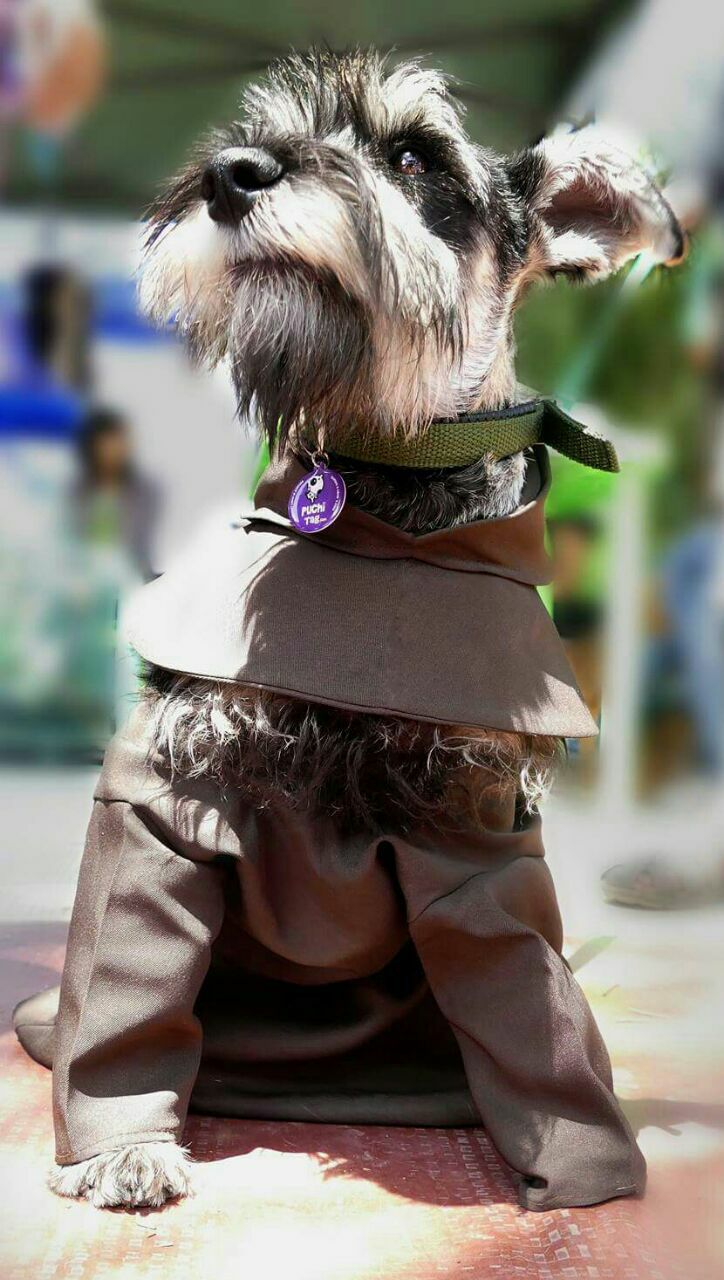 Mejora este lunes conociendo a este #perrito “Fray Bigotón”