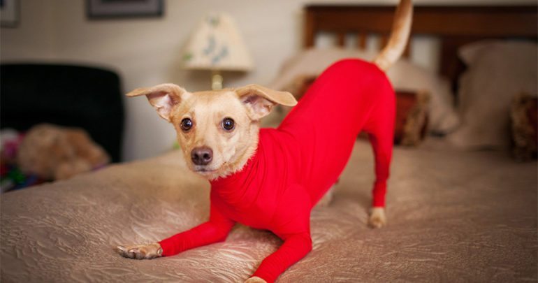 ¿Problemas con el perro de tu perro? Ponle una malla