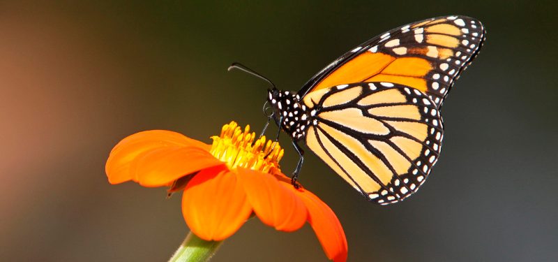 Por el cambio climático, ¿estarían en peligro las mariposas monarca?