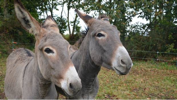Arrestan a 8 burros por comerse las flores de una zona residencial