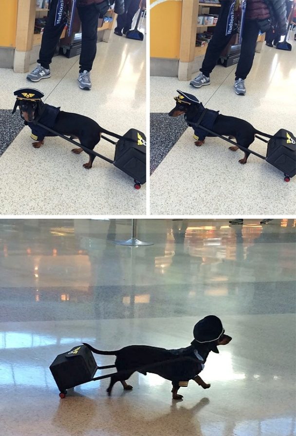 Un poco de… “ooowww que buen perrito!”