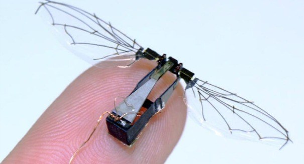 Programación que imita la forma en que funciona el cerebro de un insecto, es usada en ‘RoboBee’