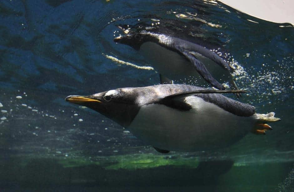 Celebra Guadalajara llegada de tres pingüinos
