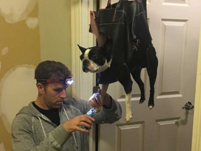 La forma más creativa de cortarle las uñas a un perro