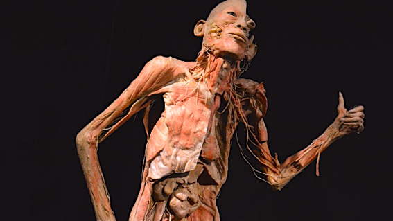 La exposición que te muestra cómo es el interior de tu cuerpo