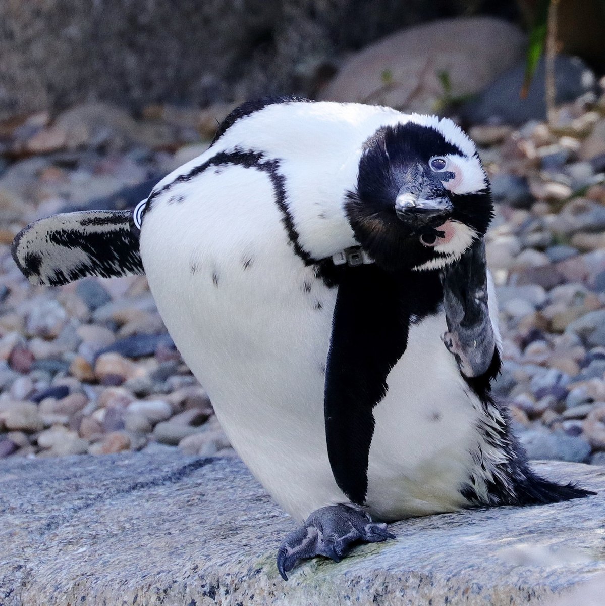 14 datos de pingüinos para alegrarte el día
