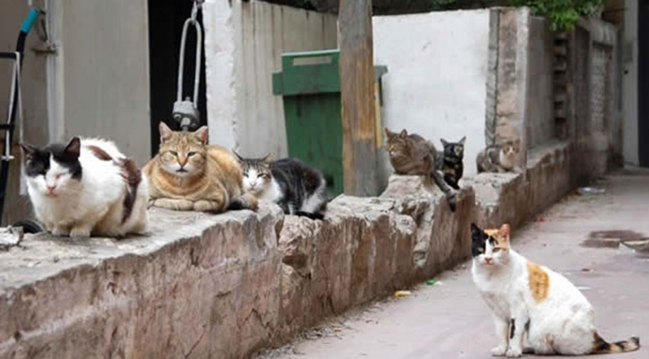 Por robar y comer gatos 6 meses de cárcel