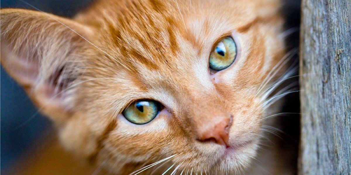 Maltrata a su marido por maltratar a su gato