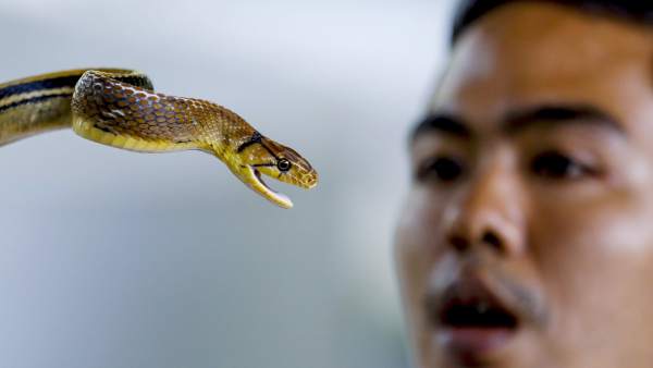 93 millones de personas vulnerables a morir por mordeduras de serpiente