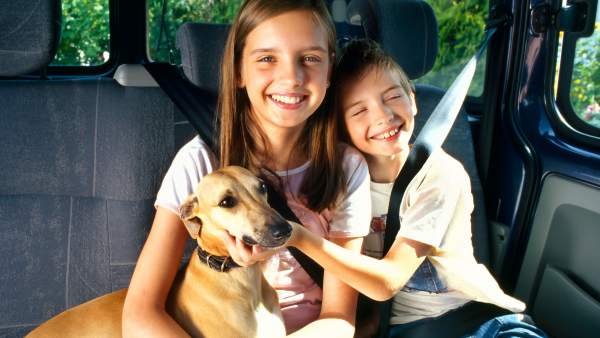 ¿Viajas con tu perro en coche? Consejos para que no se enferme