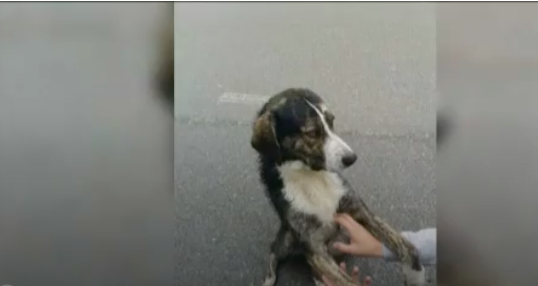 Un perro se convierte en héroe tras rescatar a un ciclista en Rumanía