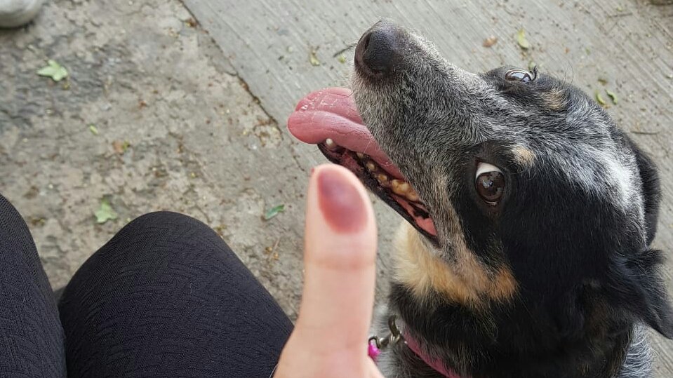 Los perritos de las Elecciones en México