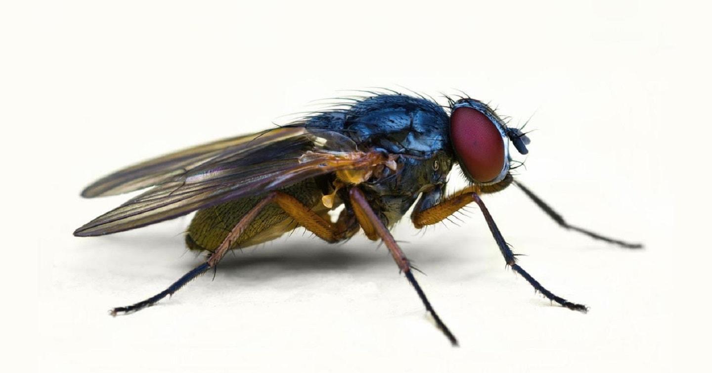 Intenta matar a una mosca mientras conduce y provoca un grave accidente