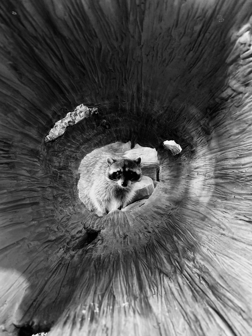 Apple elige las mejores fotos del mundo hechas con iPhone
