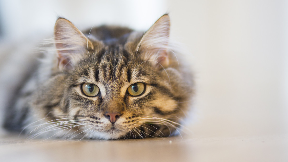¿Por qué los gatos son más sabios que muchos humanos?