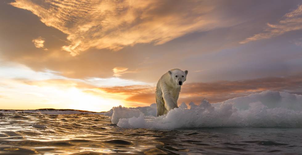 Expertos señalan que crisis climática amenaza más a la biodiversidad que a la deforestación
