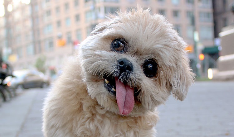 La comunidad de Instagram se ha despedido de ‘Marnie the dog’