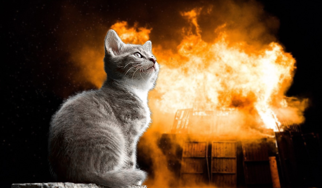 Gatos provocan más de 100 incendios…