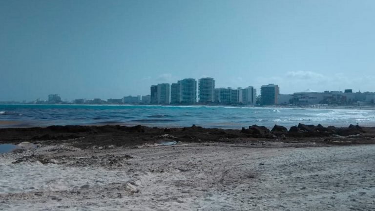 ¿Afectará la floración del sargazo a tus planes de vacaciones?