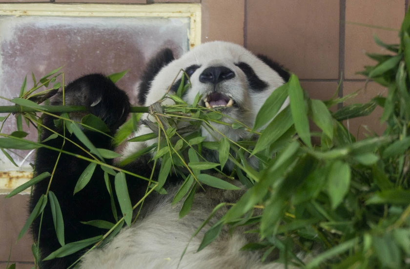 Triste noticia: Muere la panda gigante más longeva de México