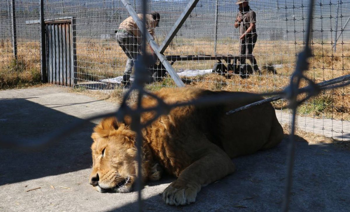 Se concluye el traslado de felinos de la clausurada Fundación Jaguar Negro-Tigre Blanco