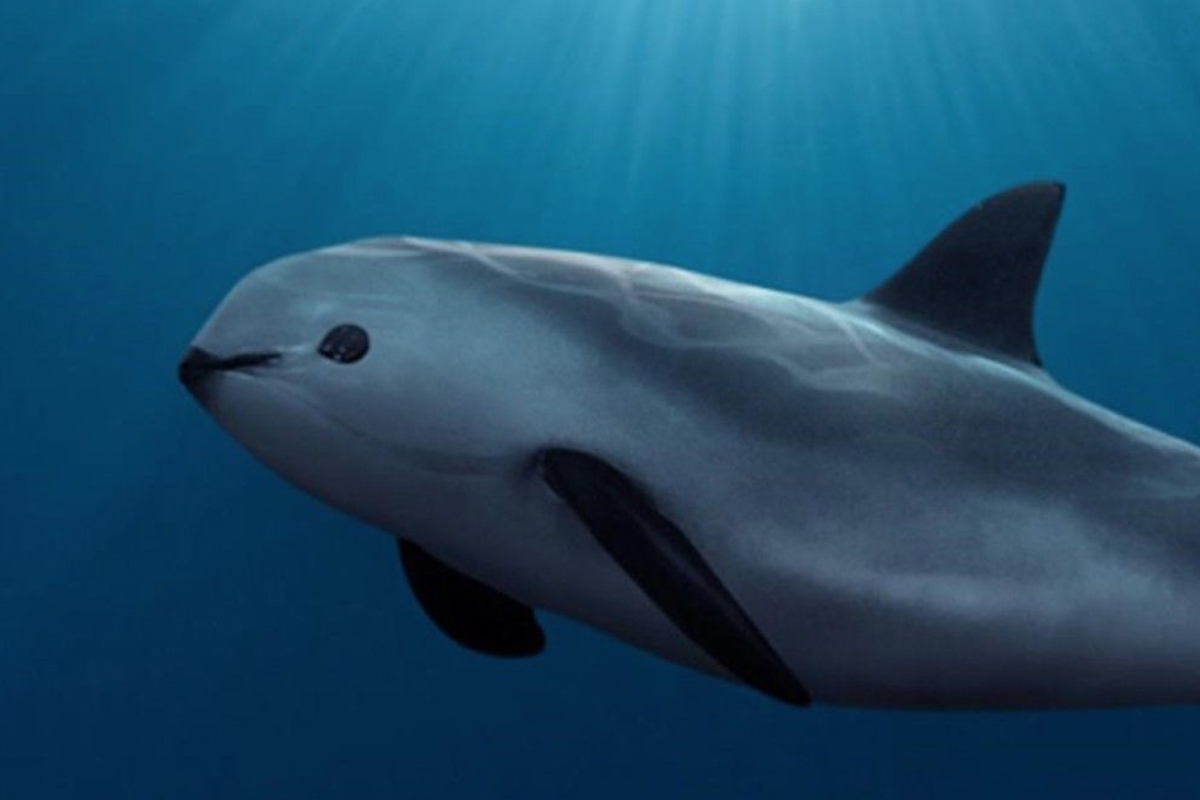 Avances en protección de vaquita marina y totoaba: pesca ilegal se reduce en un 79%