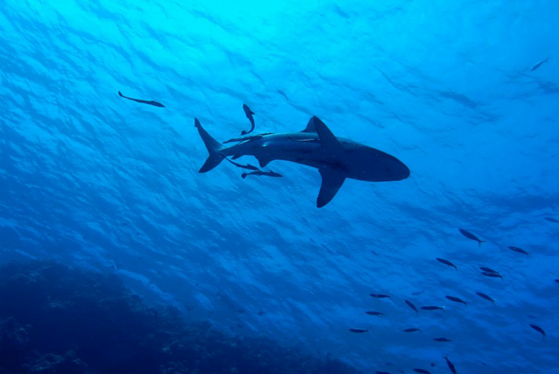 Turista mexicana sufre ataque de tiburón en las Islas Galápagos