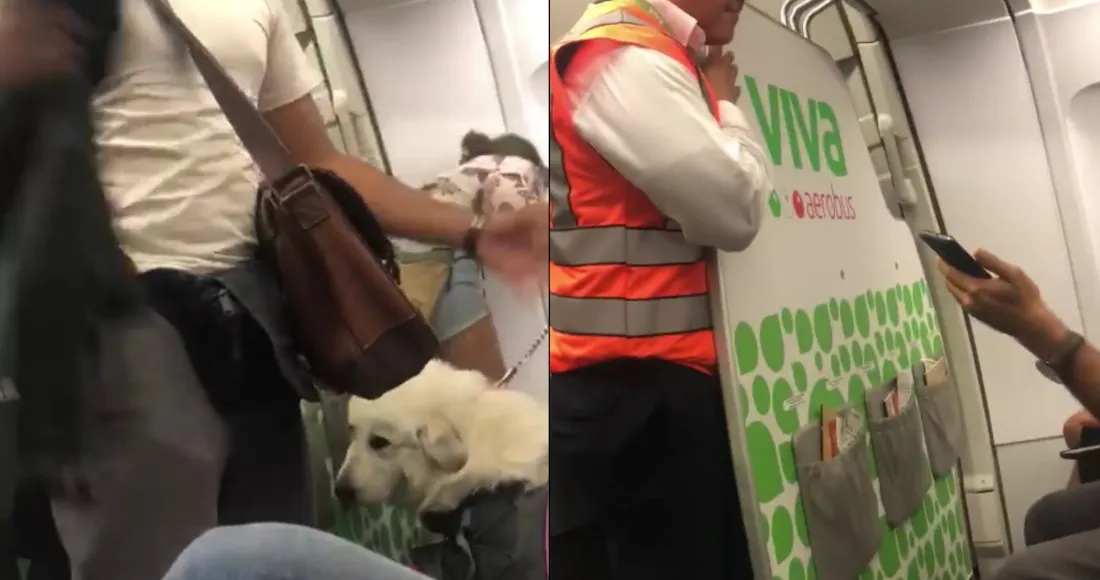 Incidente en Vuelo: Pasajera con Perro de Apoyo Emocional Desata Debate sobre Regulaciones