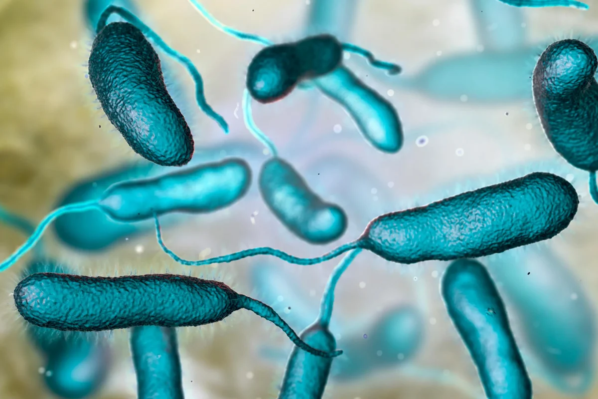 Alerta en Estados Unidos por la Presencia de la Bacteria “Come Carne” en Aguas del Atlántico y Golfo de México
