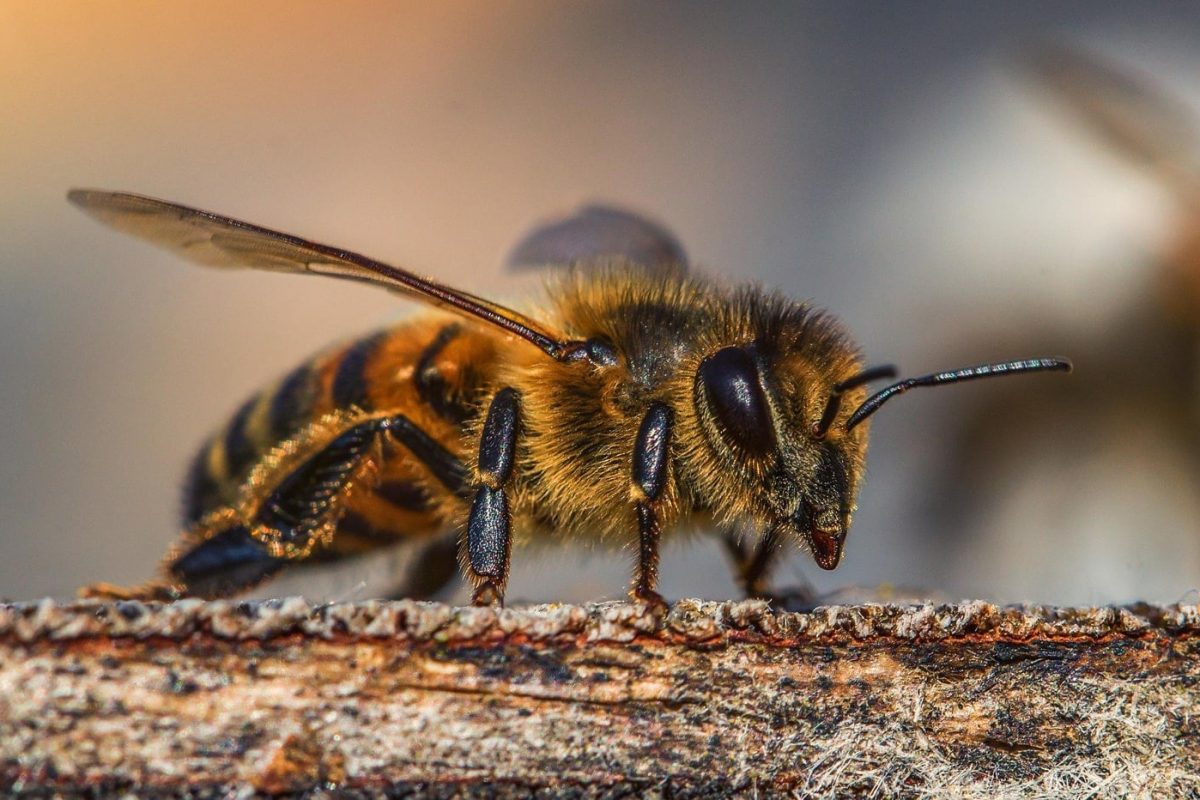 “Advierten que las Abejas Pueden Desaparecer en 2 Años: ¿Estamos al Borde de un Desastre Ecológico?”